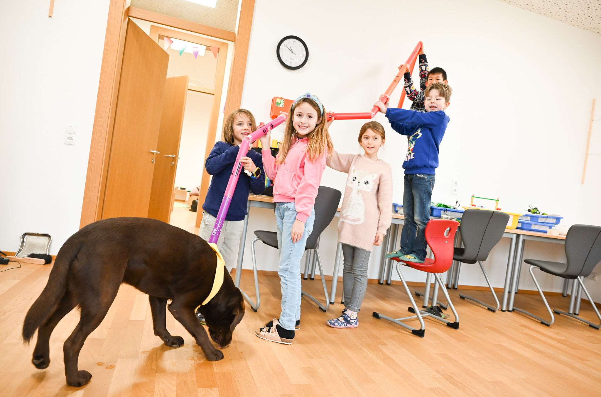 Schulhund Bobby_Labrador_Volksschule Mehrerau_6